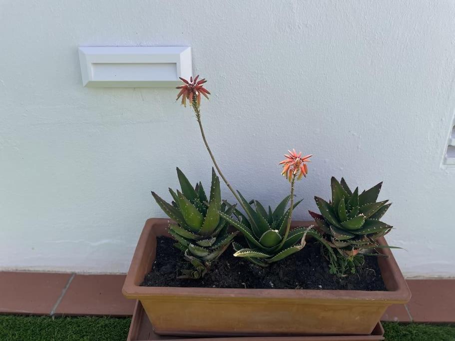 Casa Lola Conil, Azotea Al Mar Y Parking Solo Familias O Parejas Villa Conil De La Frontera Buitenkant foto